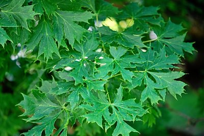 Acer platanoides 'Dissectum' - javor mléč - listy
